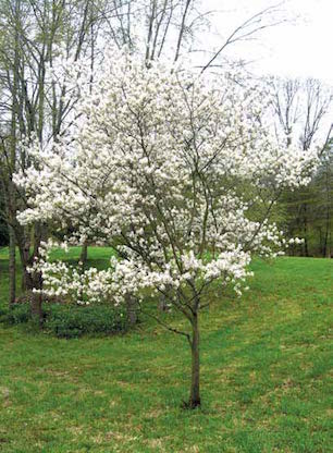 NC, Raleigh NC, Raleigh landscape, Raleigh landscaping, landscaping Raleigh, DesignScapes, landscape Raleigh, Landscapers Raleigh, Raleigh landscapers, landscaping Raleigh NC, landscapers Raleigh NC, Raleigh landscape design, landscape design Raleigh NC, landscape Raleigh NC, landscaper Raleigh NC, landscaping companies Raleigh NC, landscape design Raleigh, landscaping in Raleigh NC, landscaping companies in Raleigh NC