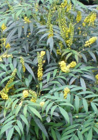 Raleigh Landscaping, Raleigh Landscapers, Raleigh Landscape Contractors, Raleigh Garden Designers, Raleigh Garden Design, Garden Design, Landscaping, Landscapers, Mahonia, Mahonia narihira, Winter Bloomers